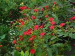 Hage blomster Fire, Vidunder Av Peru, Mirabilis jalapa rød Bilde, beskrivelse og dyrking, voksende og kjennetegn
