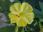 Λουλούδια κήπου Τέσσερις, Το Θαύμα Του Περού, Mirabilis jalapa κίτρινος φωτογραφία, περιγραφή και καλλιέργεια, φυτοκομεία και χαρακτηριστικά