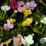 Garden Flowers Four O'Clock, Marvel of Peru, Mirabilis jalapa white Photo, description and cultivation, growing and characteristics