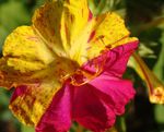 Zahradní květiny Čtyři Hodiny Zázrak Z Peru, Mirabilis jalapa nachový fotografie, popis a kultivace, pěstování a charakteristiky
