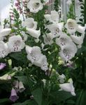 Foxglove