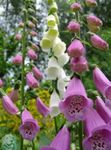 Zahradní květiny Náprstník, Digitalis růžový fotografie, popis a kultivace, pěstování a charakteristiky