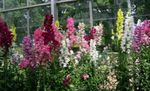 Zahradní květiny Náprstník, Digitalis vinný fotografie, popis a kultivace, pěstování a charakteristiky