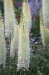 Hage blomster Revehale Lilje, Ørken Stearinlys, Eremurus hvit Bilde, beskrivelse og dyrking, voksende og kjennetegn
