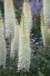 Trädgårdsblommor Rävsvans Lilja, Öken Ljus, Eremurus vit Fil, beskrivning och uppodling, odling och egenskaper