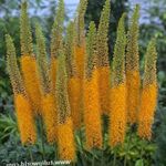 Vrtno Cvetje Lisičjega Repa Lilija, Desert Sveča, Eremurus oranžna fotografija, opis in gojenje, rast in značilnosti