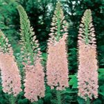庭の花 アワユリ、砂漠のキャンドル, Eremurus ピンク フォト, 説明 と 栽培, 成長 と 特性