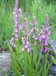 Puutarhakukat Tuoksuva Orkidea, Hyttynen Gymnadenia pinkki kuva, tuntomerkit ja muokkaus, viljely ja ominaisuudet