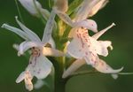Zahradní květiny Vonný Orchidej, Komár Gymnadenia bílá fotografie, popis a kultivace, pěstování a charakteristiky