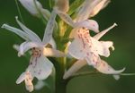 Gradina Flori Orhidee Parfumat, Țânțar Gymnadenia alb fotografie, descriere și cultivare, în creștere și caracteristici