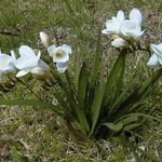 Zahradní květiny Frézie, Freesia bílá fotografie, popis a kultivace, pěstování a charakteristiky