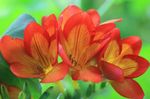 Gartenblumen Freesie, Freesia orange Foto, Beschreibung und Anbau, wächst und Merkmale