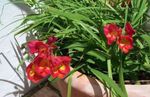 Tuin Bloemen Freesia rood foto, beschrijving en teelt, groeiend en karakteristieken