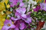 Trädgårdsblommor Fresia, Freesia lila Fil, beskrivning och uppodling, odling och egenskaper