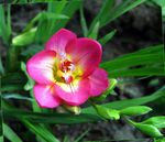 Trädgårdsblommor Fresia, Freesia rosa Fil, beskrivning och uppodling, odling och egenskaper