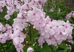 Баштенске Цветови Врт Флокс, Phlox paniculata розе фотографија, опис и култивација, растуће и карактеристике
