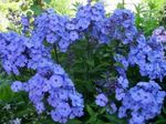 Баштенске Цветови Врт Флокс, Phlox paniculata светло плава фотографија, опис и култивација, растуће и карактеристике