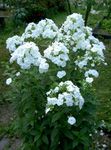 庭の花 庭の芝桜, Phlox paniculata ホワイト フォト, 説明 と 栽培, 成長 と 特性