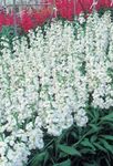 Hage blomster Hagen Lager, Matthiola incana hvit Bilde, beskrivelse og dyrking, voksende og kjennetegn