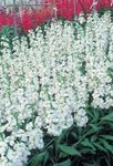 庭の花 ガーデニング用品, Matthiola incana ホワイト フォト, 説明 と 栽培, 成長 と 特性