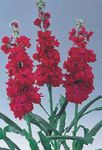 Hage blomster Hagen Lager, Matthiola incana rød Bilde, beskrivelse og dyrking, voksende og kjennetegn