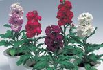 Hage blomster Hagen Lager, Matthiola incana burgunder Bilde, beskrivelse og dyrking, voksende og kjennetegn