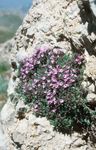 Gradina Flori Cimbru De Grădină, Cimbru Engleză, Cimbru Comun, Thymus roz fotografie, descriere și cultivare, în creștere și caracteristici