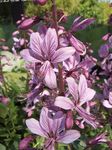 Tuin Bloemen Gasinstallatie, Brandende Struik, Dictamnus lila foto, beschrijving en teelt, groeiend en karakteristieken