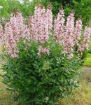 Gartenblumen Gasanlage, Brennende Dornbusch, Dictamnus rosa Foto, Beschreibung und Anbau, wächst und Merkmale