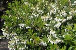 Hage blomster Gaultheria, Checkerberry hvit Bilde, beskrivelse og dyrking, voksende og kjennetegn