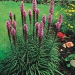 Garden Flowers Gayfeather, Blazing Star, Button Snakeroot, Liatris pink Photo, description and cultivation, growing and characteristics