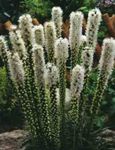 Gayfeather, Ardiente Estrella, Botón Snakeroot