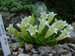Hage blomster Gentian, Vier Gentian, Gentiana hvit Bilde, beskrivelse og dyrking, voksende og kjennetegn