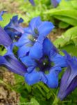 Hage blomster Gentian, Vier Gentian, Gentiana blå Bilde, beskrivelse og dyrking, voksende og kjennetegn