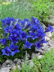 blue Flower Gentian, Willow gentian characteristics and Photo