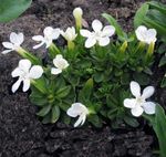 Flores de jardín Genciana, Genciana Sauce, Gentiana blanco Foto, descripción y cultivo, cultivación y características
