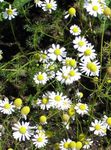 German Chamomile, Ilmandi Mayweed