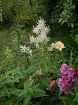 Obří Fleeceflower, Bílý Fleece Květ, Bílý Drak