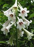 Flores do Jardim Lírio Gigante, Cardiocrinum giganteum branco foto, descrição e cultivo, crescente e características