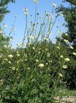 Scabious Gigante