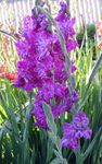 Ogrodowe Kwiaty Mieczyk (Gladiolus) liliowy zdjęcie, opis i uprawa, hodowla i charakterystyka