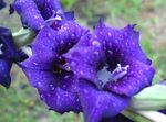 blue Flower Gladiolus characteristics and Photo