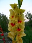 庭の花 グラジオラス, Gladiolus 黄 フォト, 説明 と 栽培, 成長 と 特性