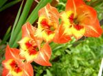 orange Flower Gladiolus characteristics and Photo