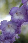 Zahradní květiny Mečík, Gladiolus světle modrá fotografie, popis a kultivace, pěstování a charakteristiky