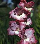 庭の花 グラジオラス, Gladiolus ブルゴーニュ フォト, 説明 と 栽培, 成長 と 特性
