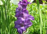 purple Flower Gladiolus characteristics and Photo