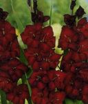 Tuin Bloemen Zwaardlelie, Gladiolus bordeaux foto, beschrijving en teelt, groeiend en karakteristieken