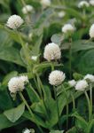 Zahradní květiny Zeměkoule Amarant, Gomphrena globosa bílá fotografie, popis a kultivace, pěstování a charakteristiky