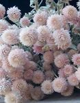 Garden Flowers Globe Amaranth, Gomphrena globosa pink Photo, description and cultivation, growing and characteristics